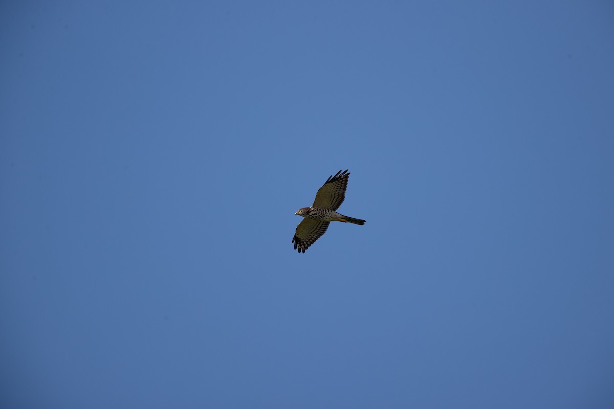 Яструб китайський - ML646345481