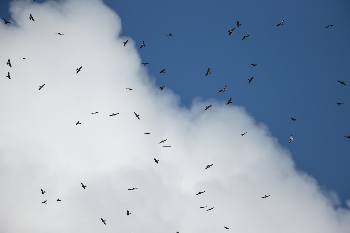 Яструб китайський - ML646345482