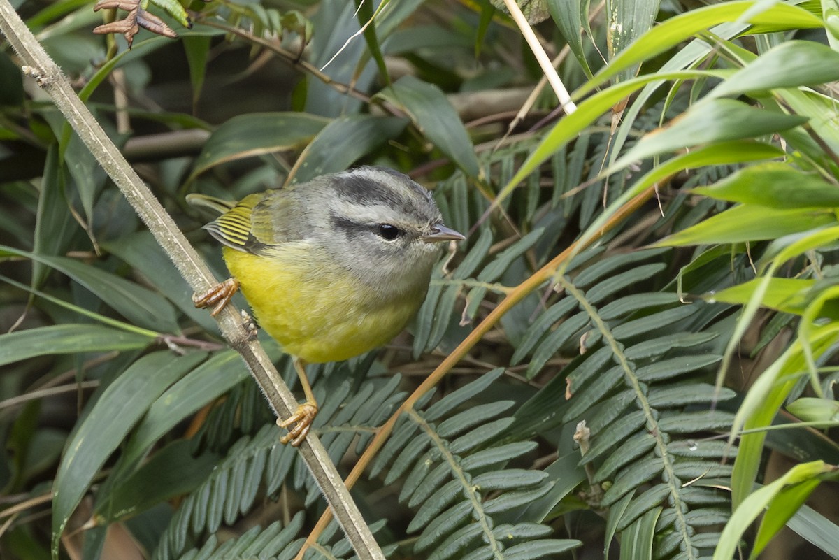 Three-banded Warbler - ML646345483