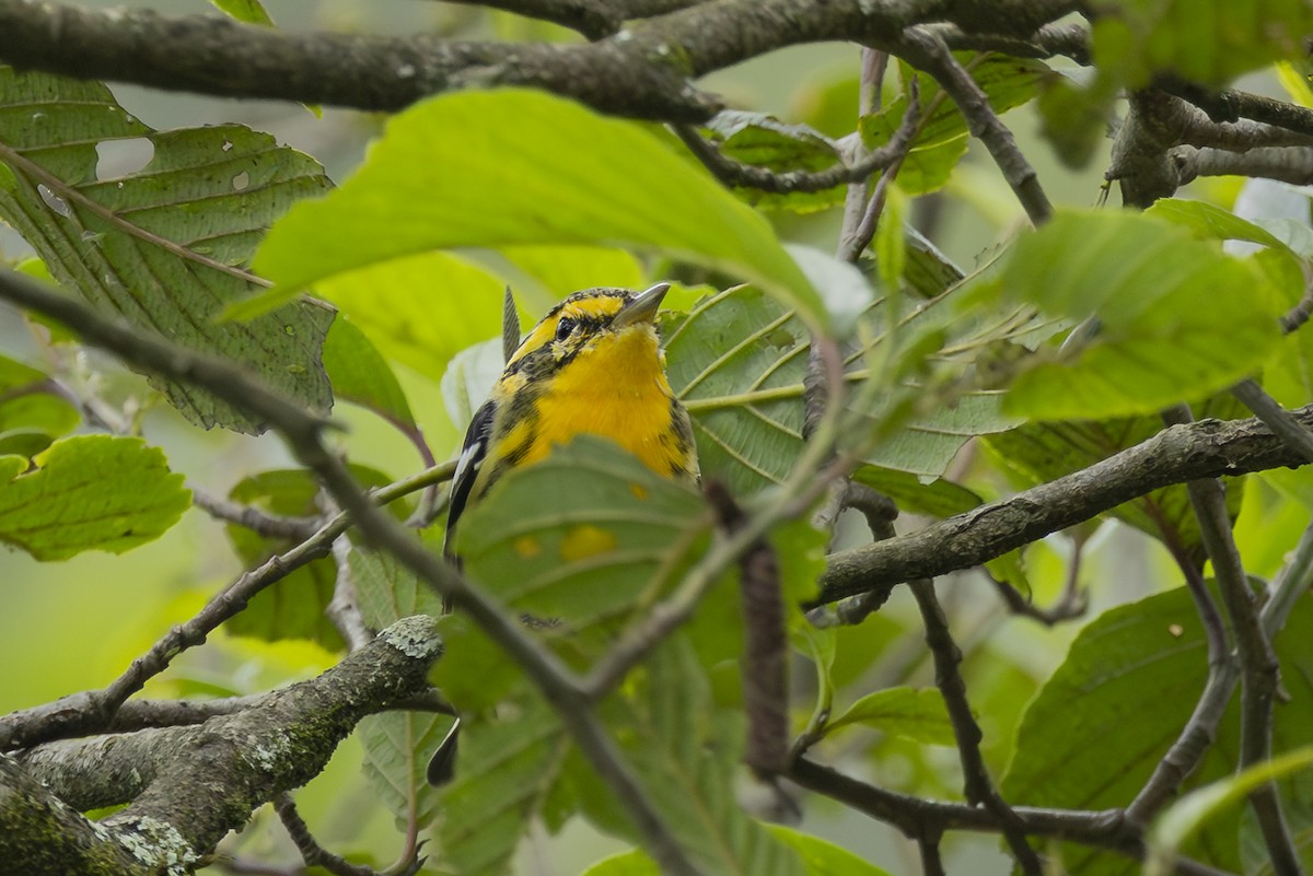 Blackburnian Warbler - ML646345484