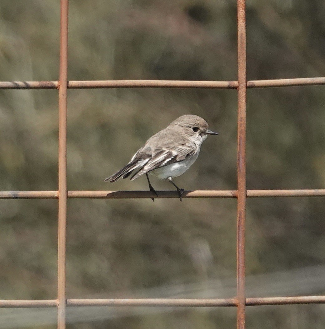 Red-capped Robin - ML646345485