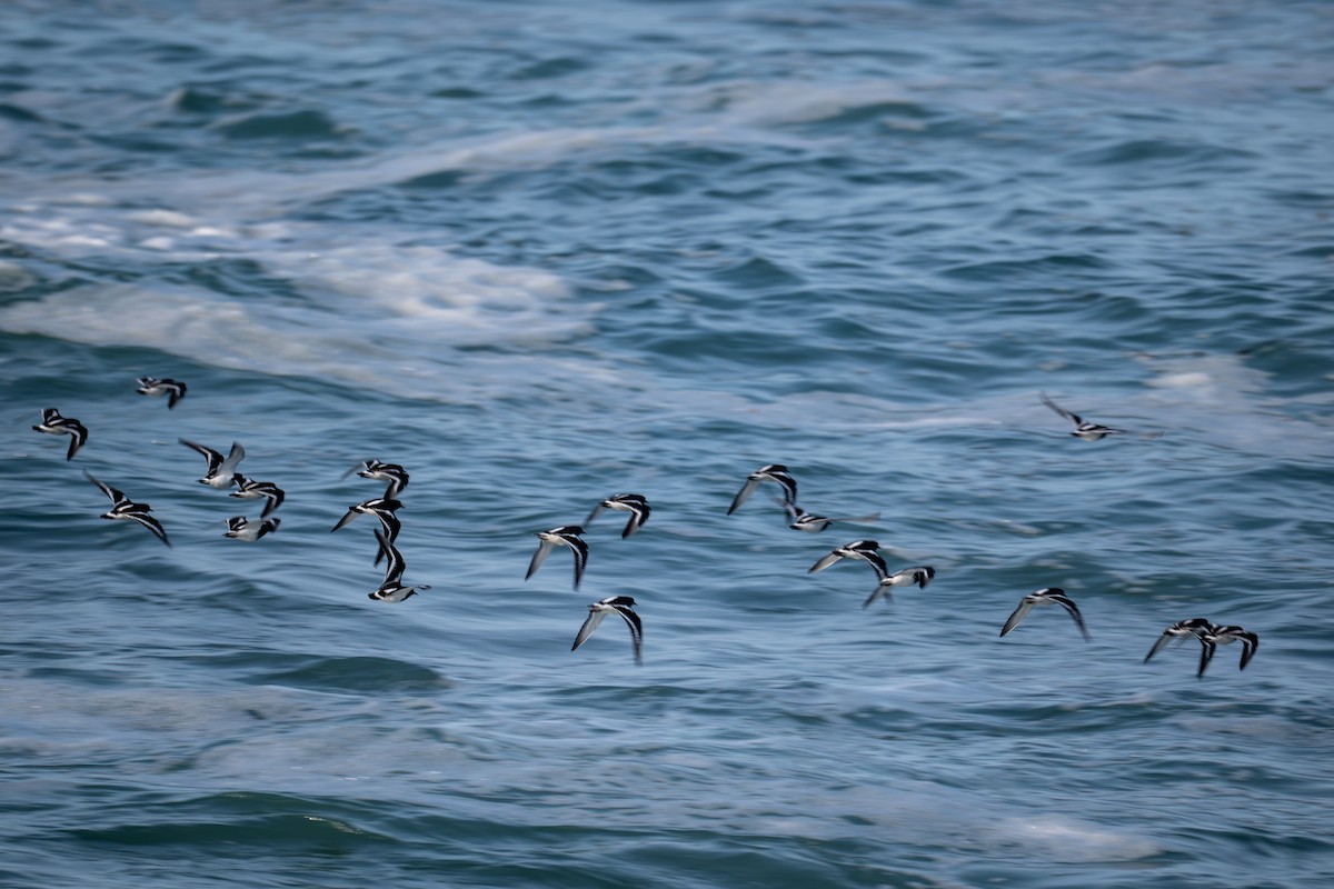 Black Turnstone - ML646345486