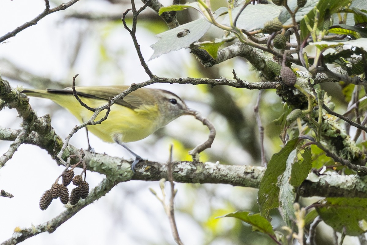 Brown-capped Vireo - ML646345488