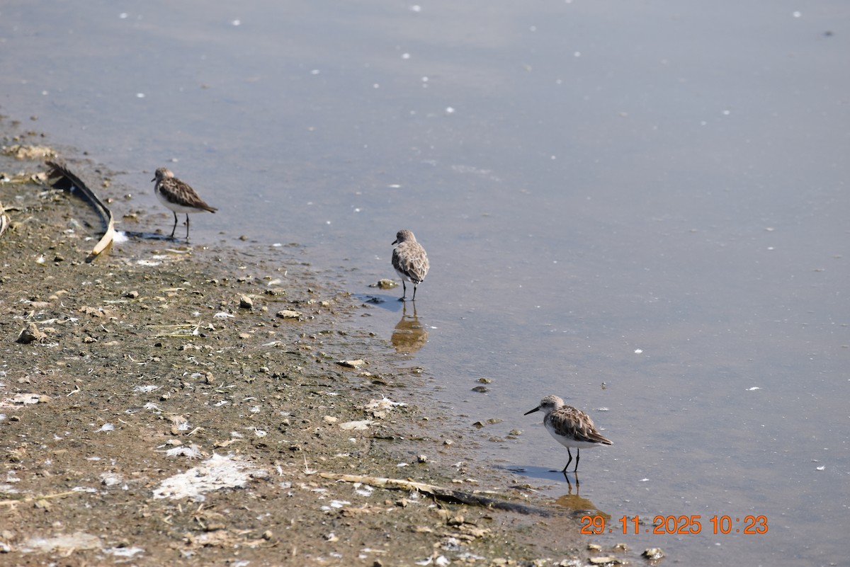 Little Stint - ML646345489