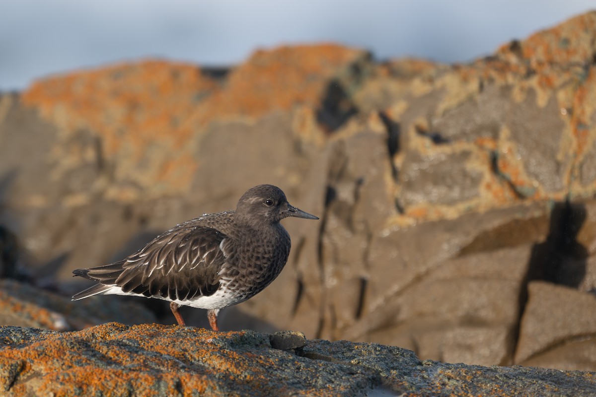 Black Turnstone - ML646345490