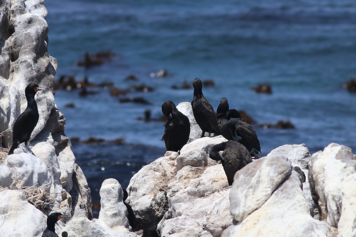 Bank Cormorant - ML646345491