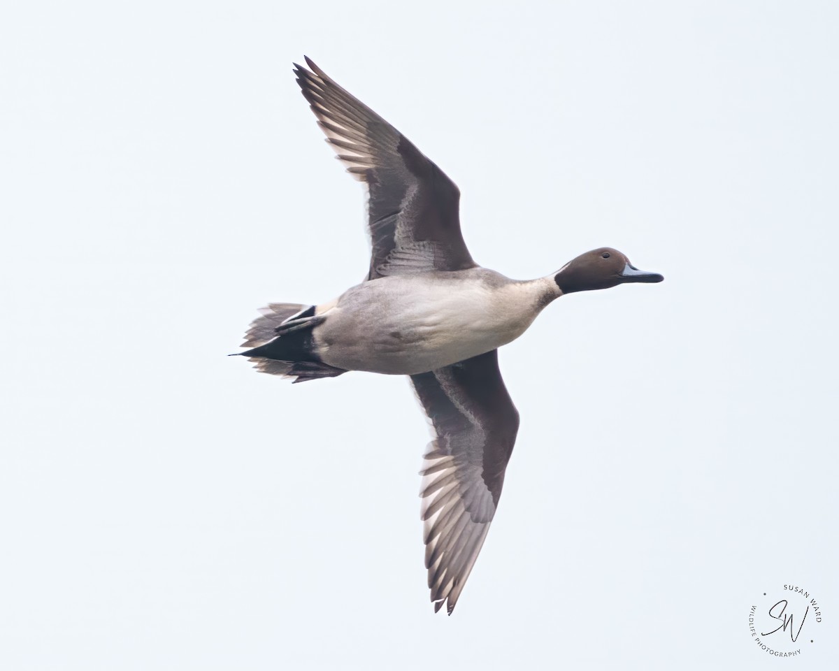 Northern Pintail - ML646345504
