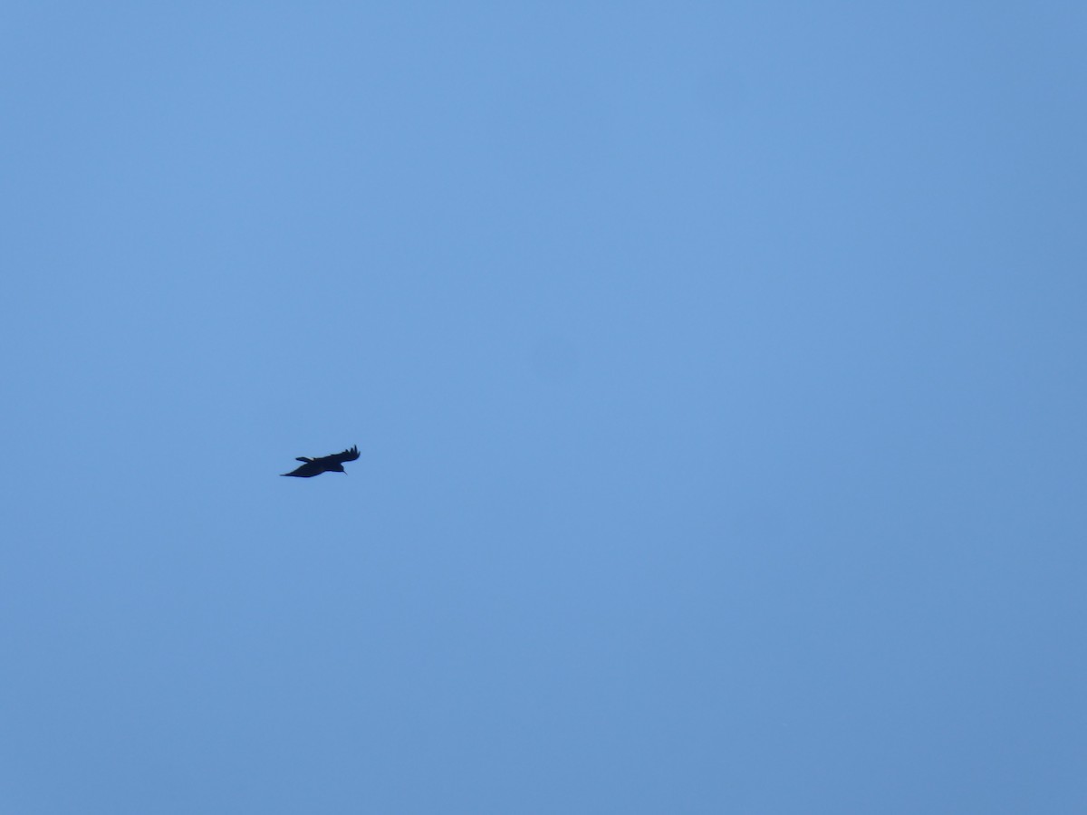 Red-billed Chough - ML646345505