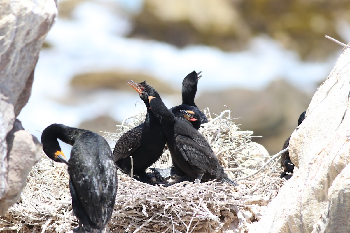 Crowned Cormorant - ML646345509