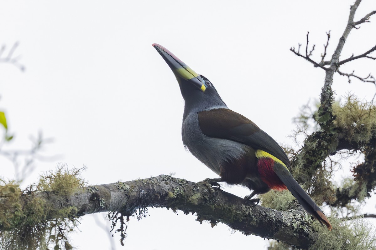 Gray-breasted Mountain-Toucan - ML646345517