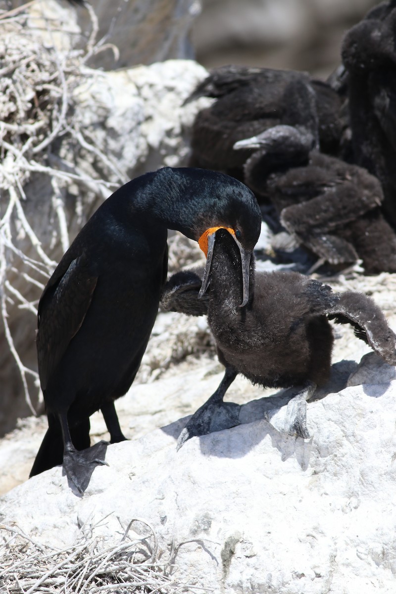 Cape Cormorant - ML646345521