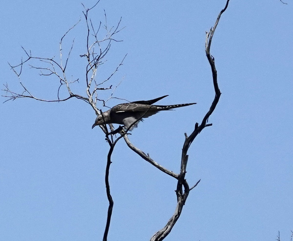 Pallid Cuckoo - ML646345523