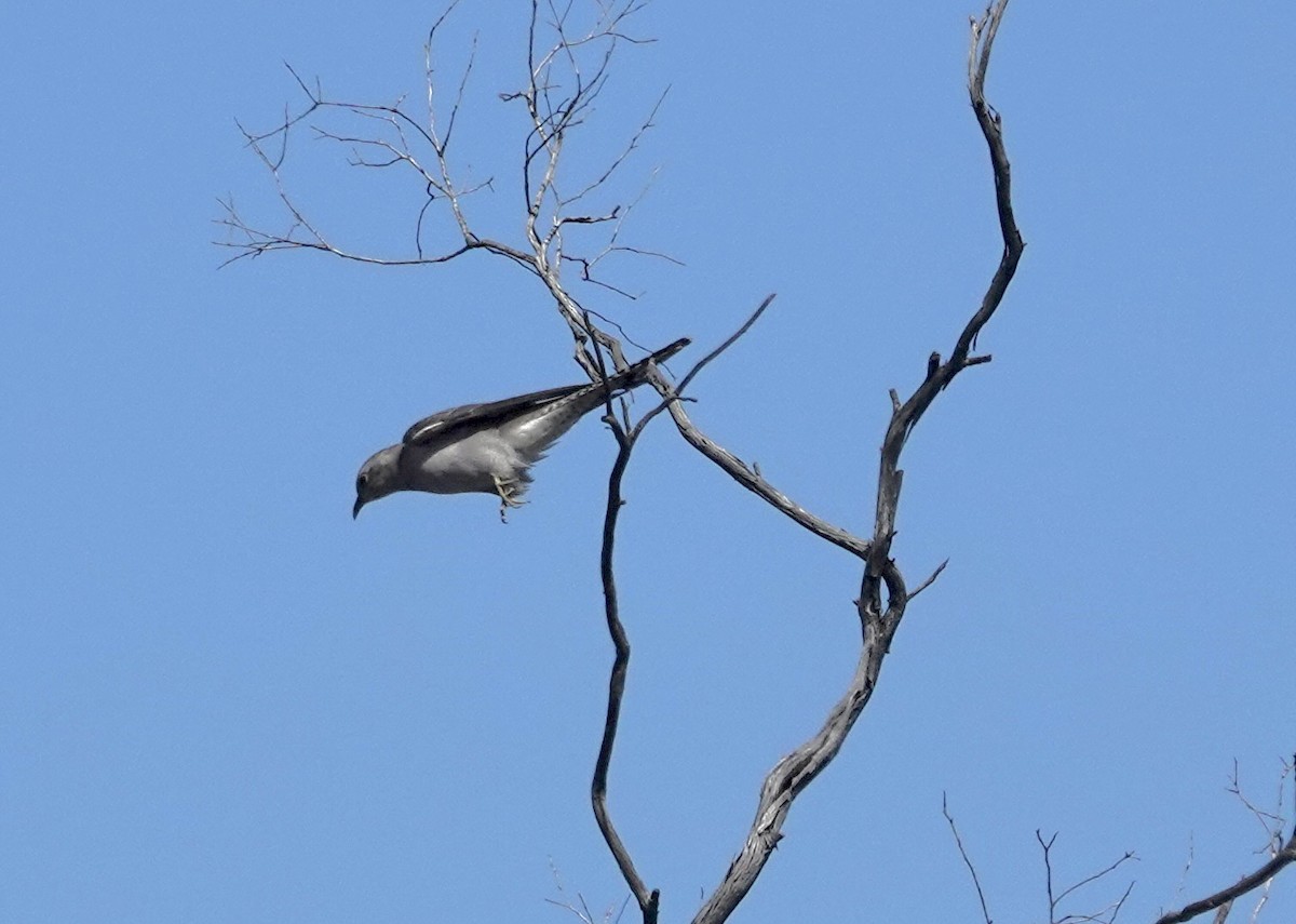 Pallid Cuckoo - ML646345525