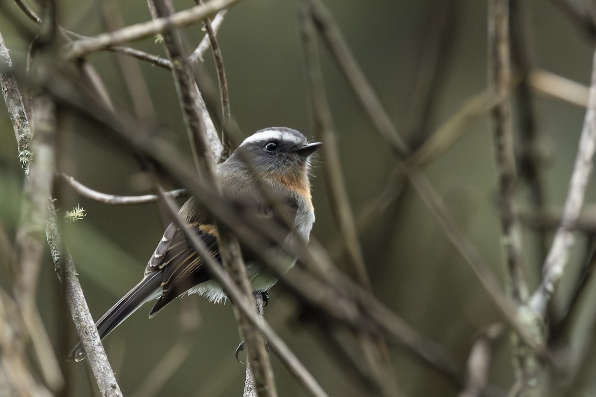 Rufous-breasted Chat-Tyrant - ML646345532