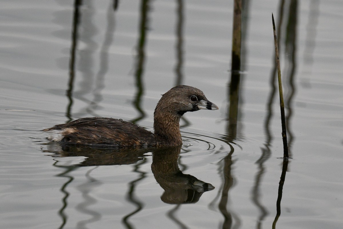 Pied-billed Grebe - ML646345535