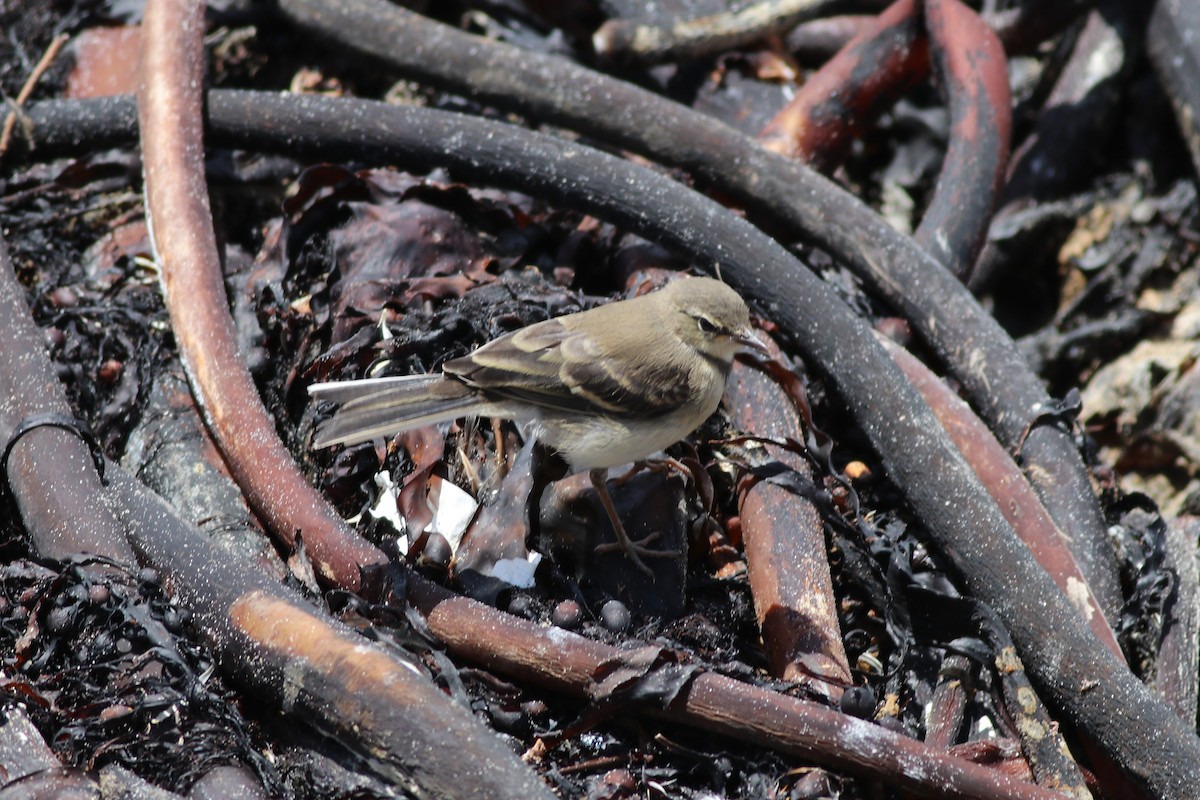 Cape Wagtail - ML646345538