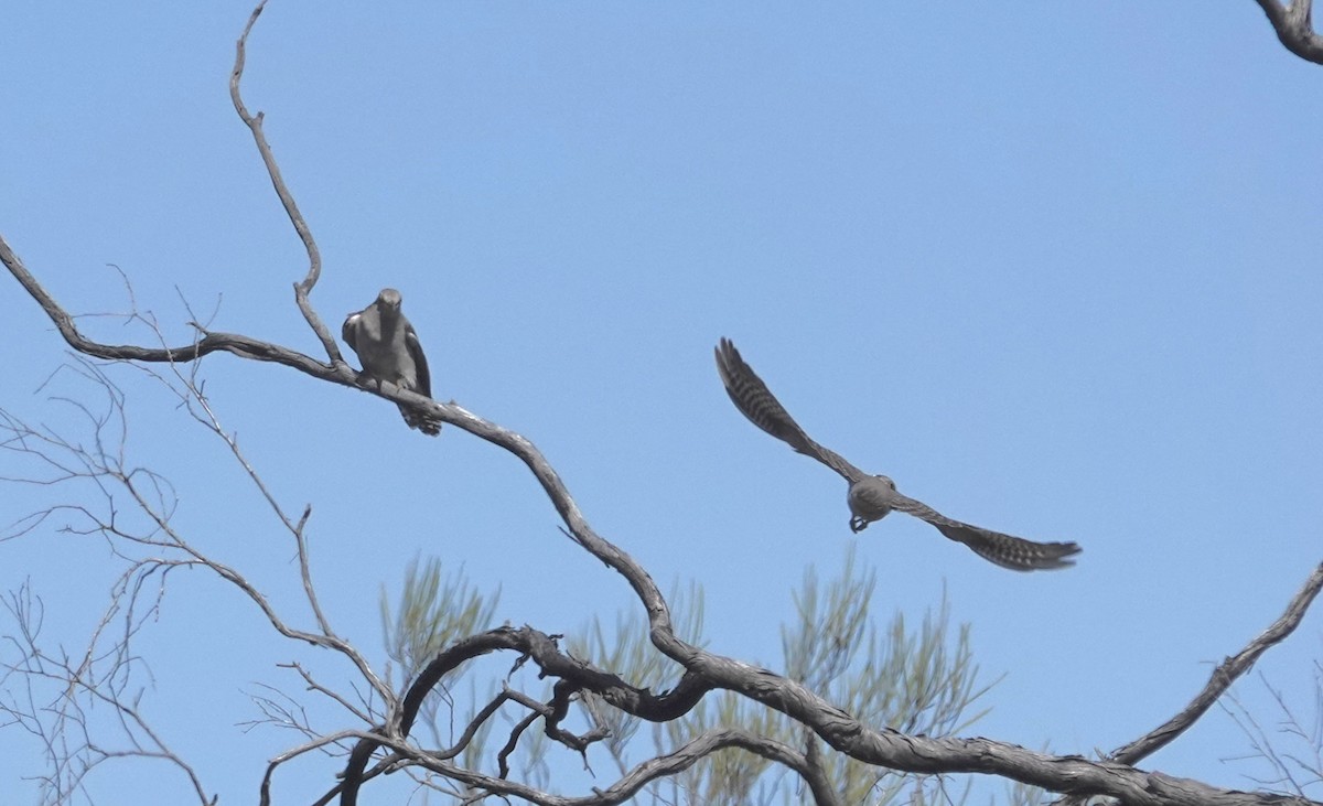 Pallid Cuckoo - ML646345550