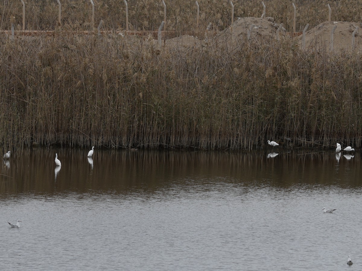 Seidenreiher - ML646345551