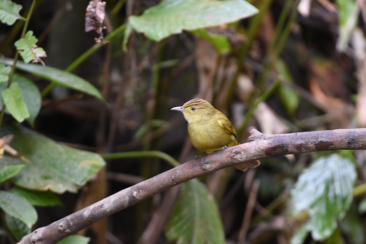 Burma Arapbülbülü - ML646345552