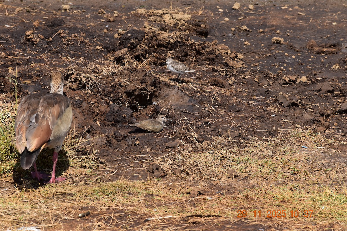 磯鷸 - ML646345554