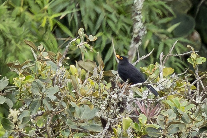 Glossy-black Thrush - ML646345555