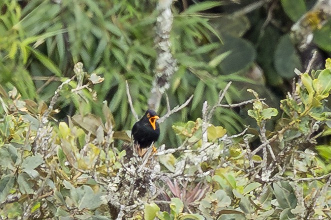 Glossy-black Thrush - ML646345556