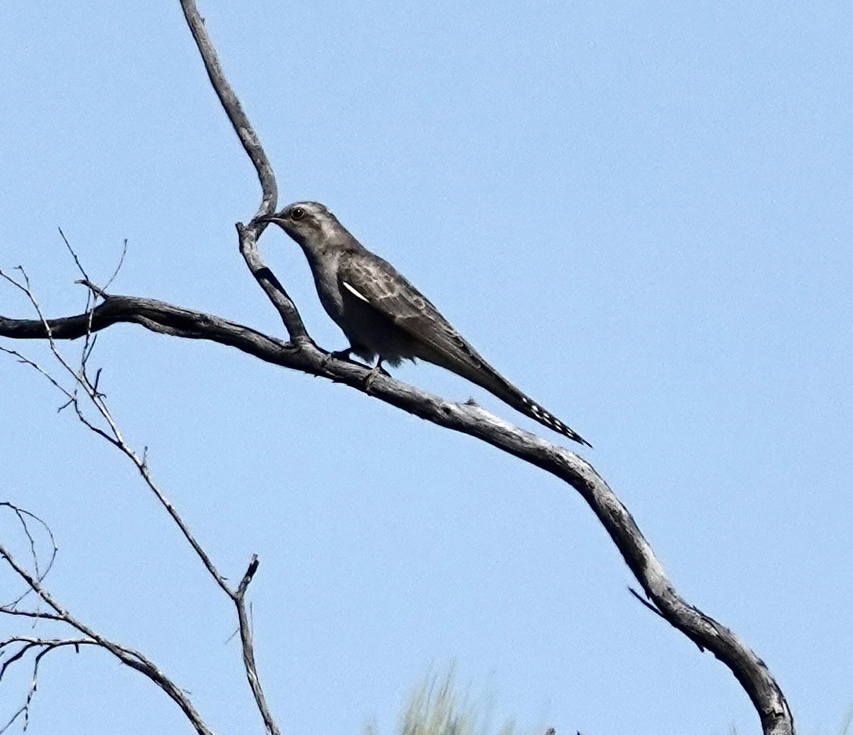 Pallid Cuckoo - ML646345560