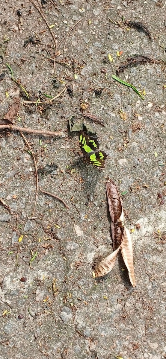 Malachite - ML646345562