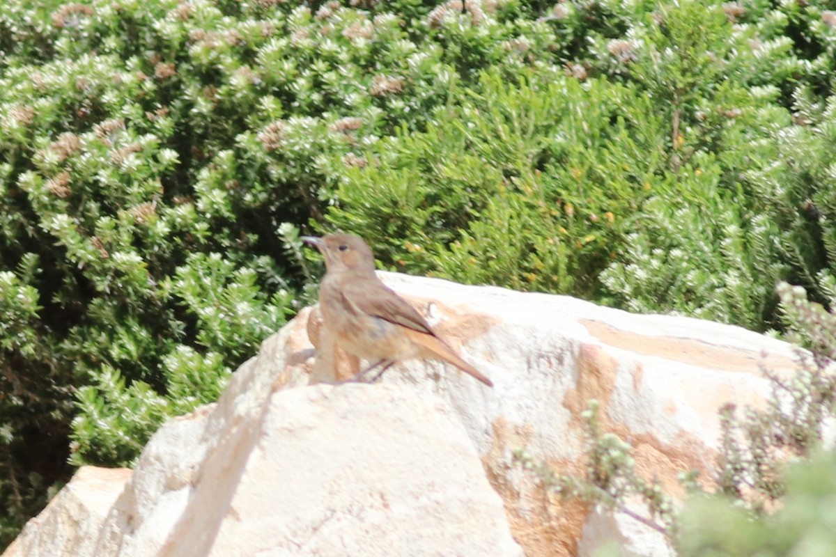 Familiar Chat - ML646345563