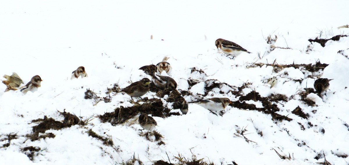 Рогатый жаворонок - ML646345580