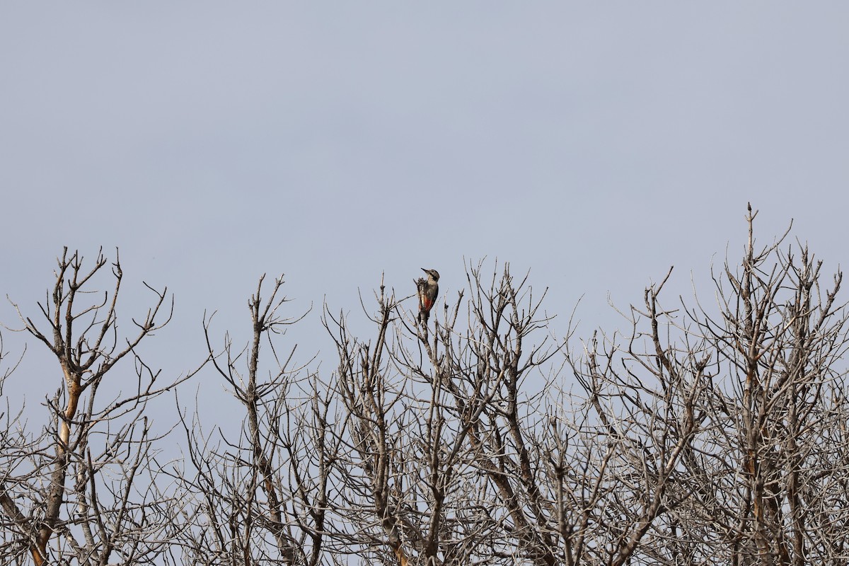 Blutspecht - ML646345583