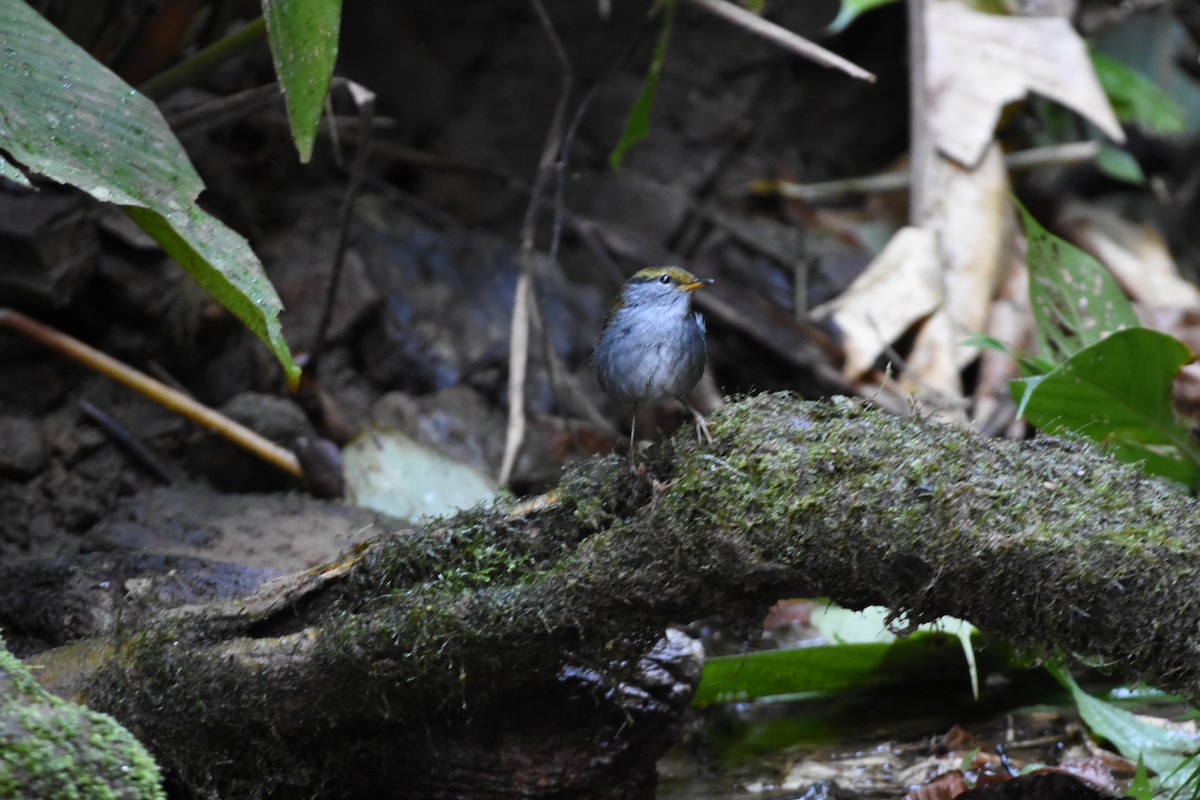 Gray-bellied Tesia - ML646345584