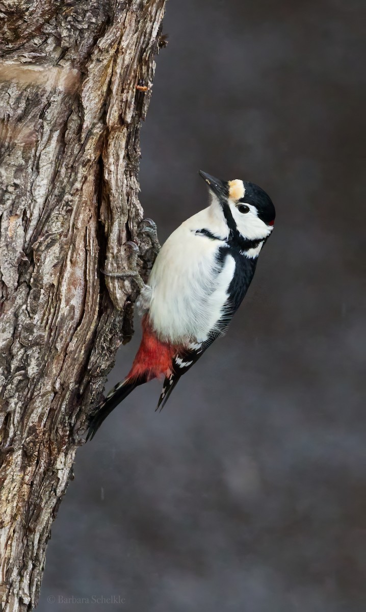 strakapoud velký - ML646345588