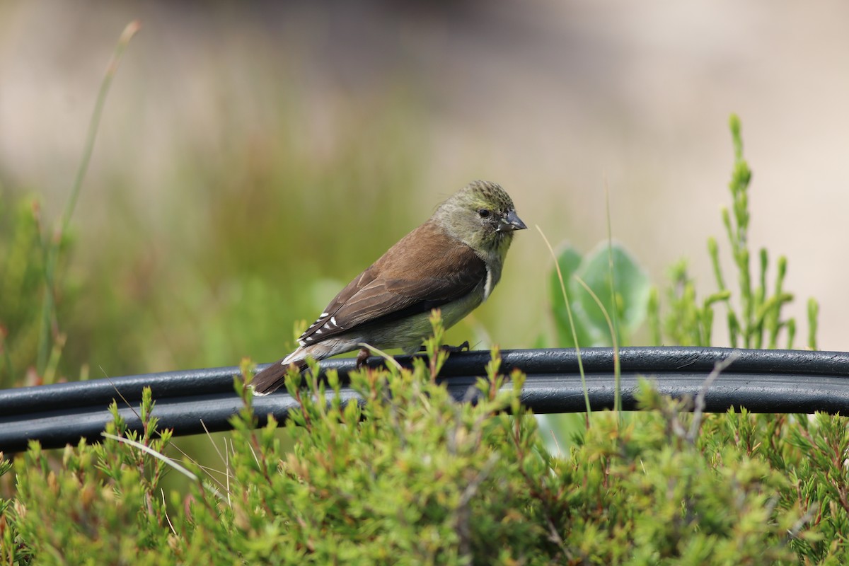 Cape Siskin - ML646345589
