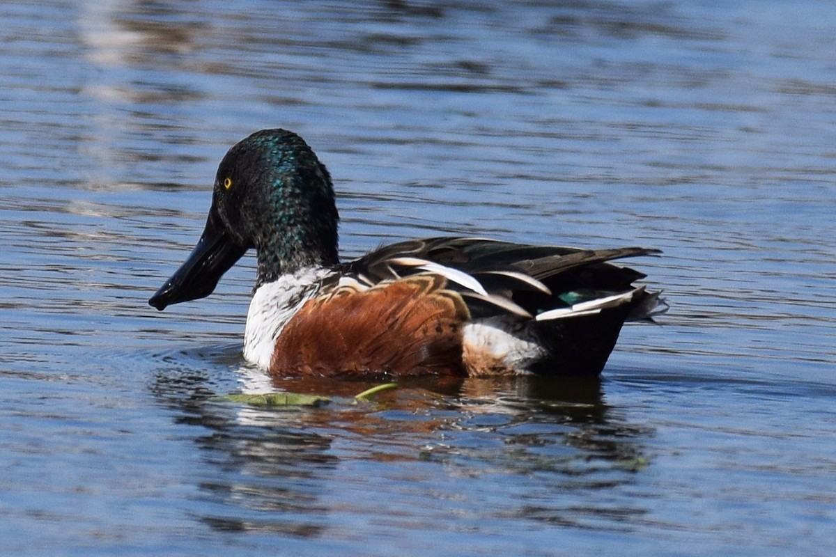 琵嘴鴨 - ML646345590