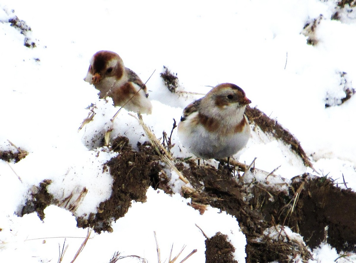 Пуночка - ML646345593