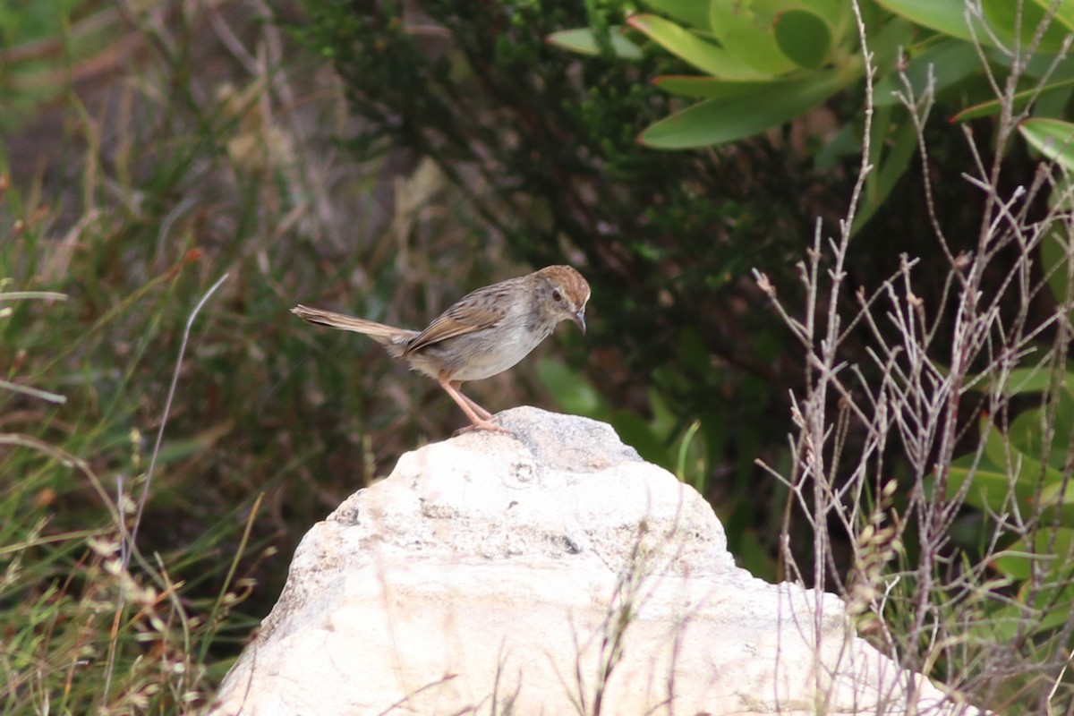 Gray-backed Cisticola - ML646345594