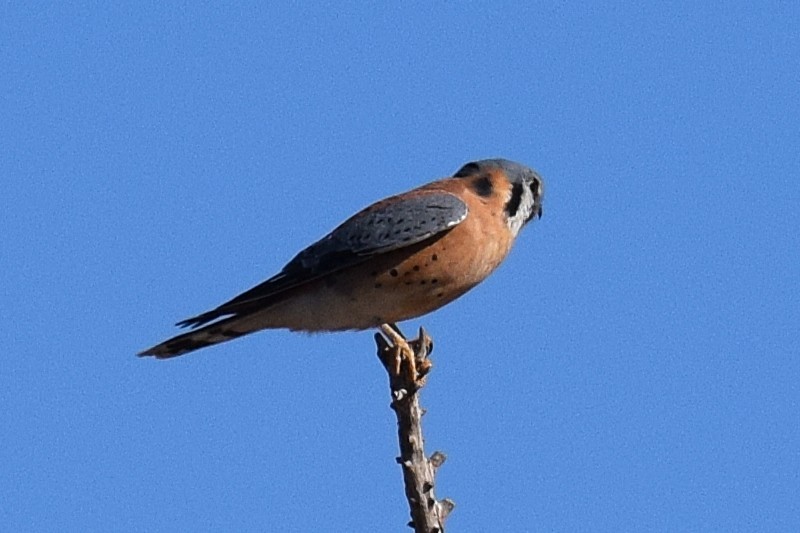 American Kestrel - ML646345599