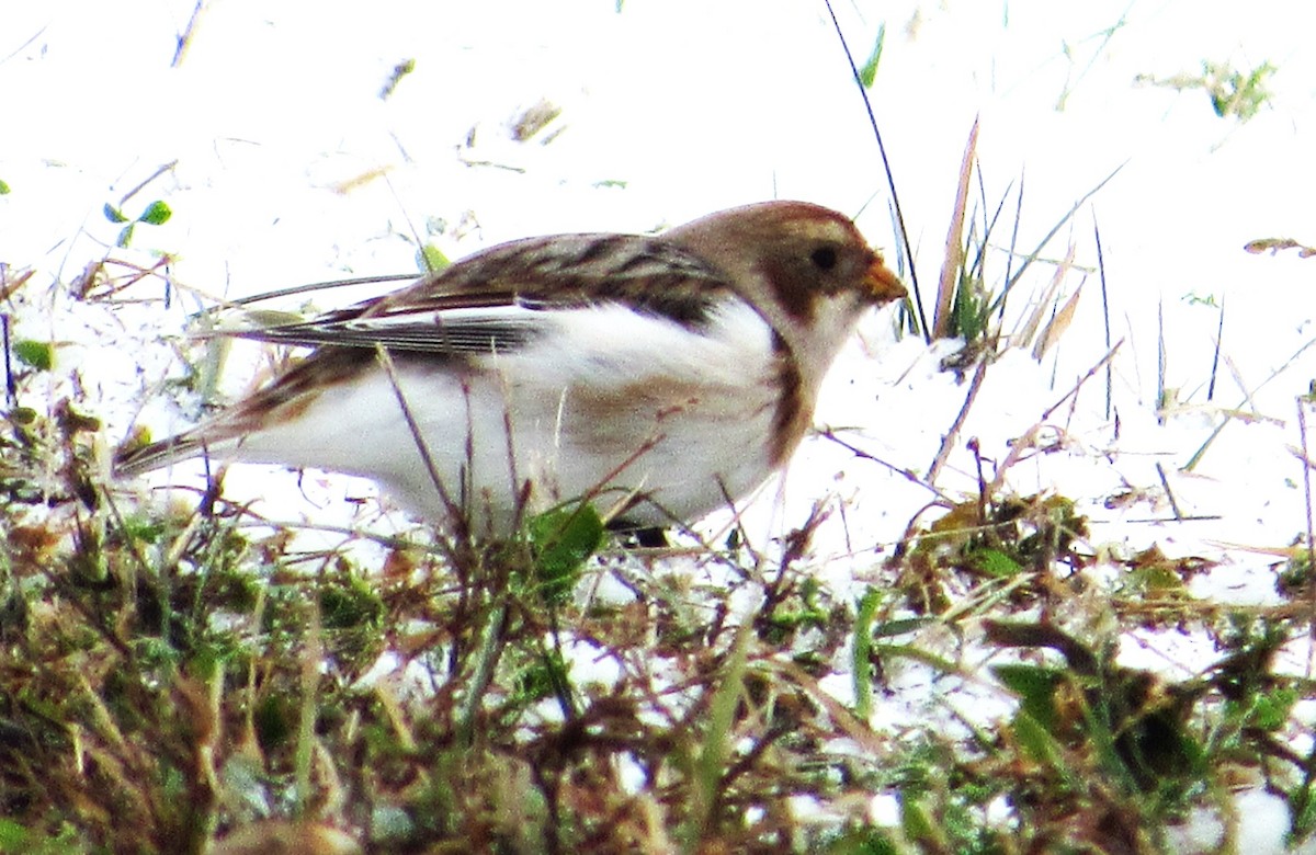 Пуночка - ML646345602