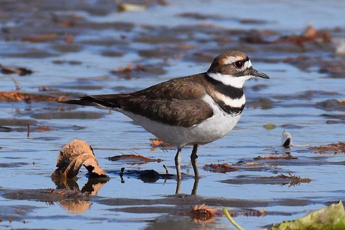 Killdeer - ML646345603