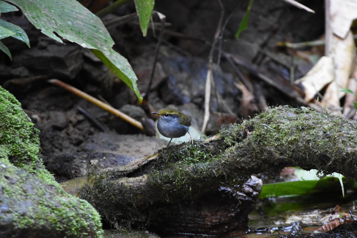 Gray-bellied Tesia - ML646345607