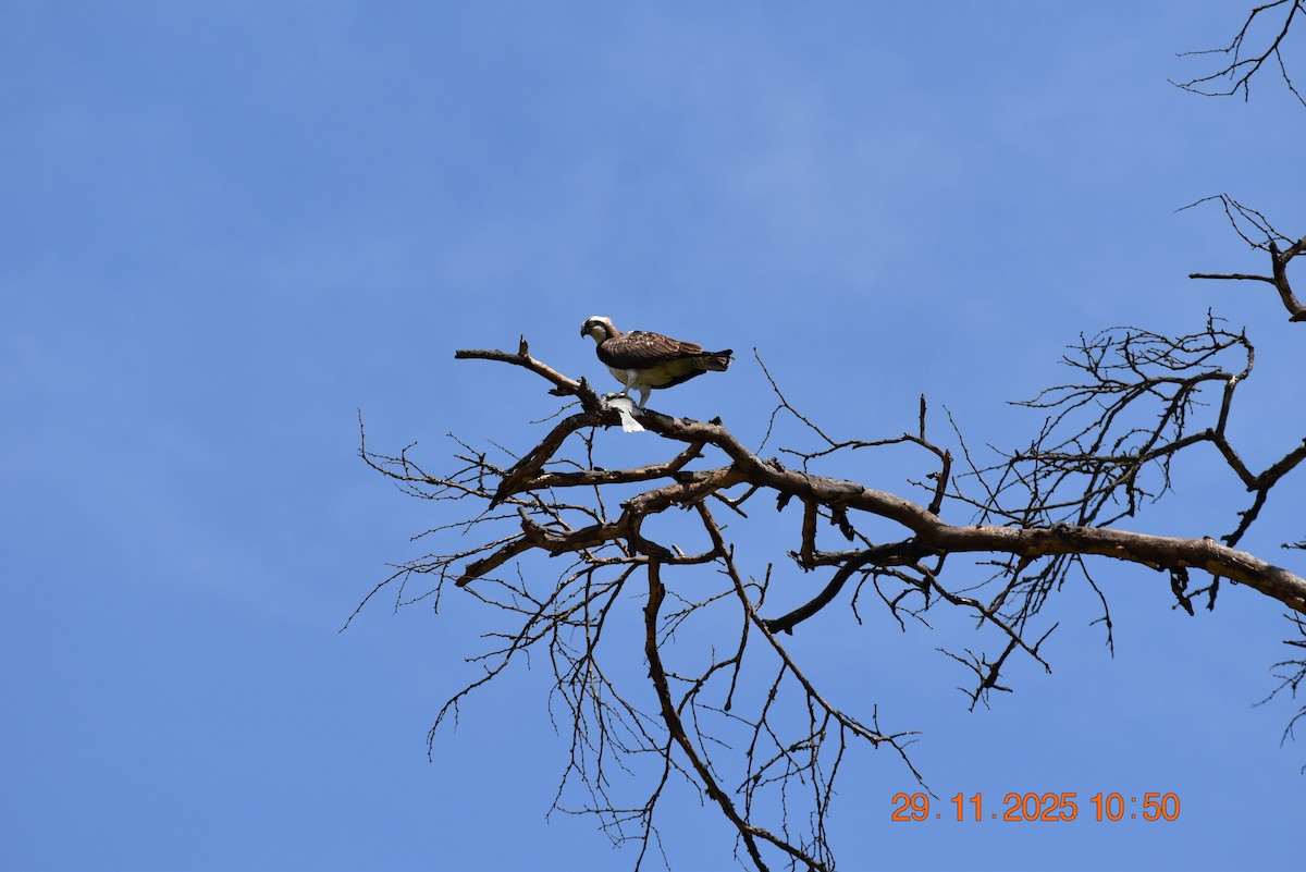 魚鷹 - ML646345609