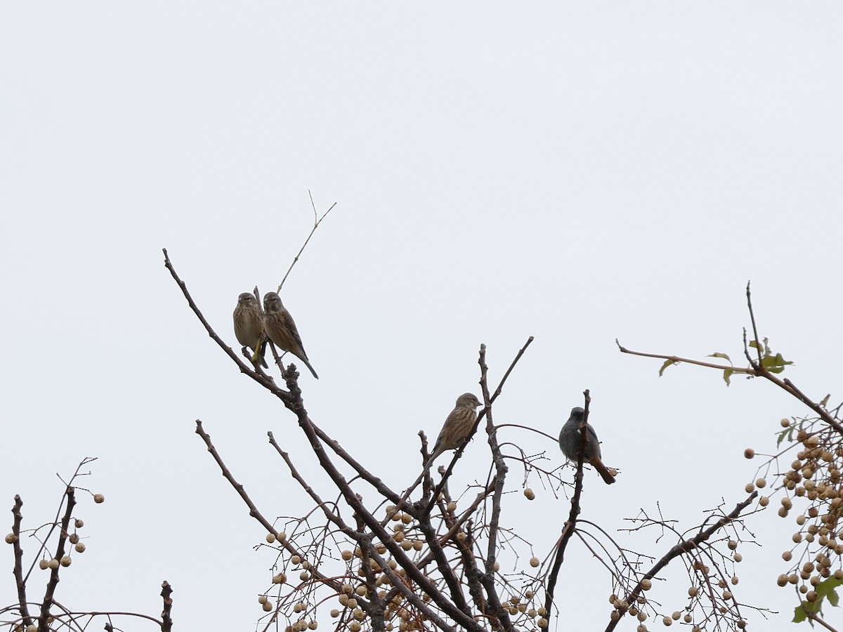 Bluthänfling - ML646345610