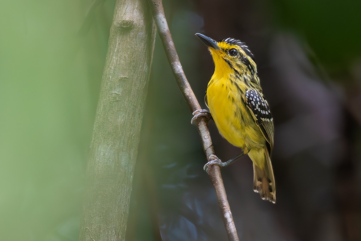 Yellow-browed Antbird - ML646345623