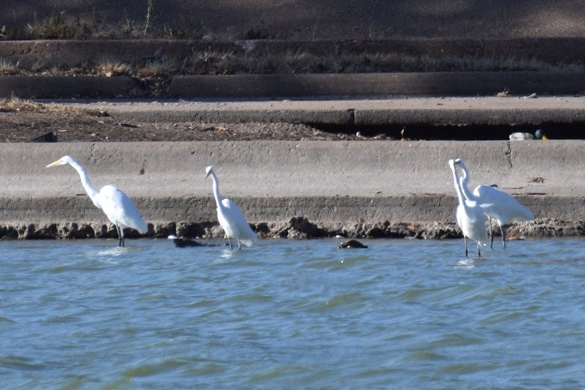 Great Egret - ML646345624