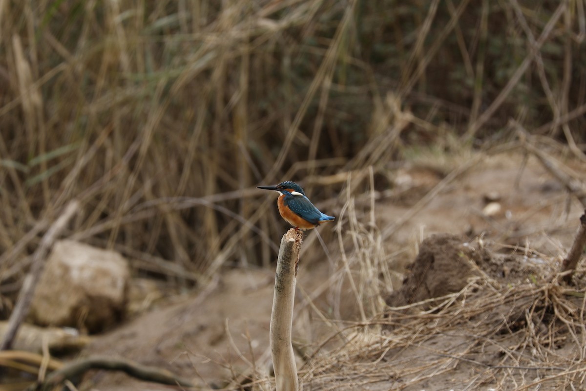 Eisvogel - ML646345625