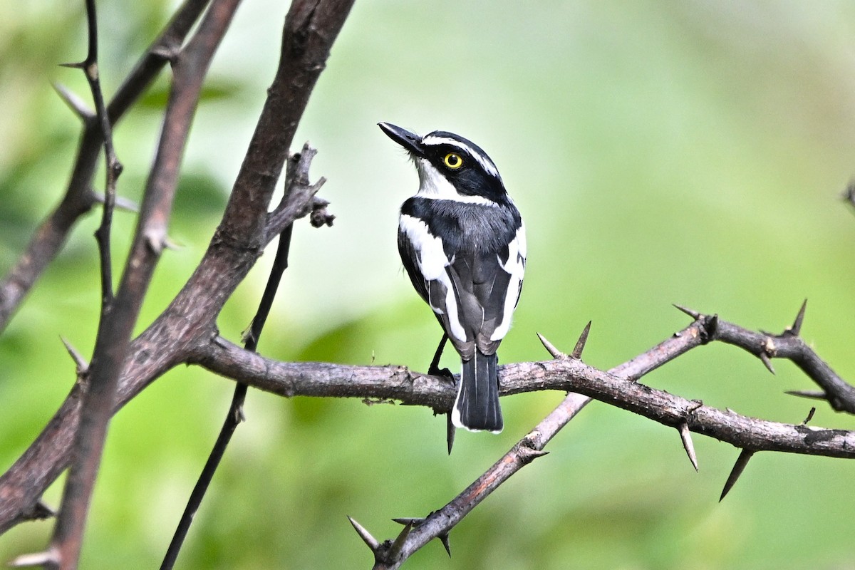 Eastern Black-headed Batis - ML646345626
