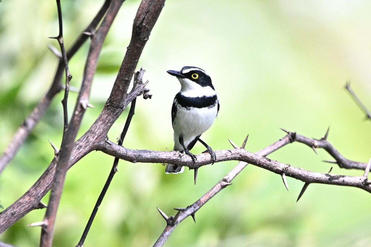 Eastern Black-headed Batis - ML646345627