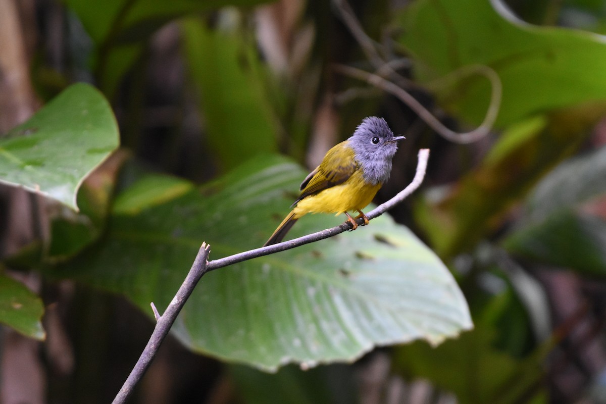 Gray-headed Canary-Flycatcher - ML646345649
