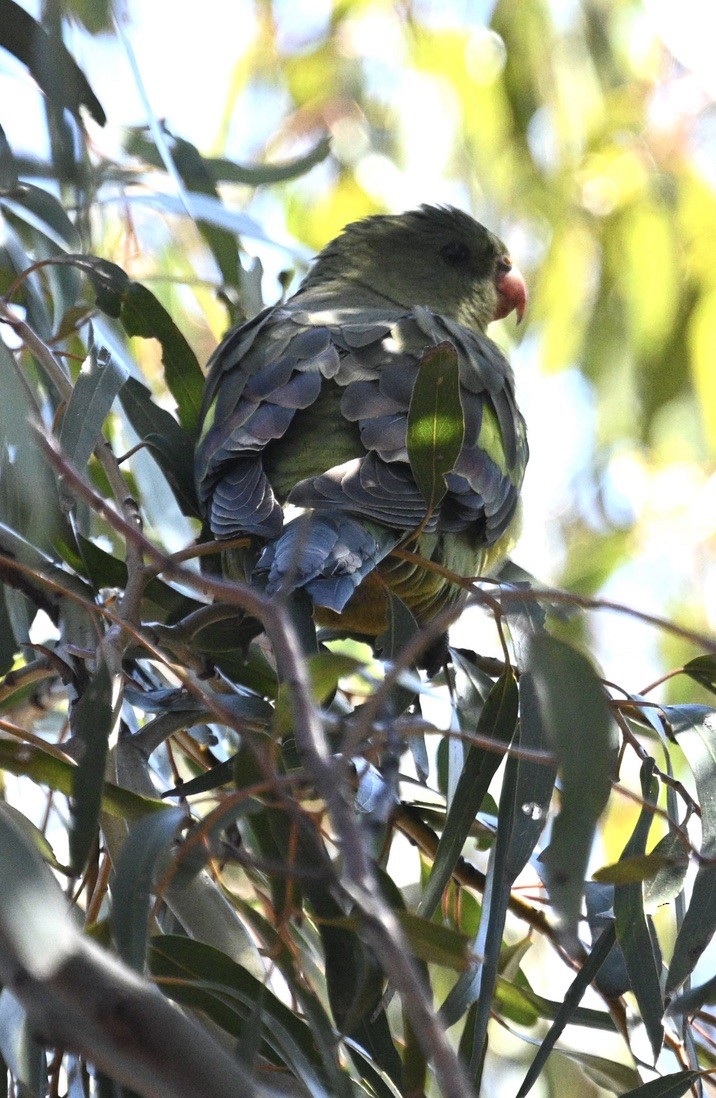 Regent Parrot - ML646345652